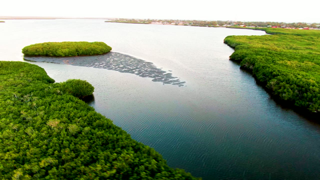 San Carlos, Baja California Sur aerial frame with dark blue-green water below, thick mangroves along the right bank, and a pale debris line crossing the upper channel, with no visible people.
