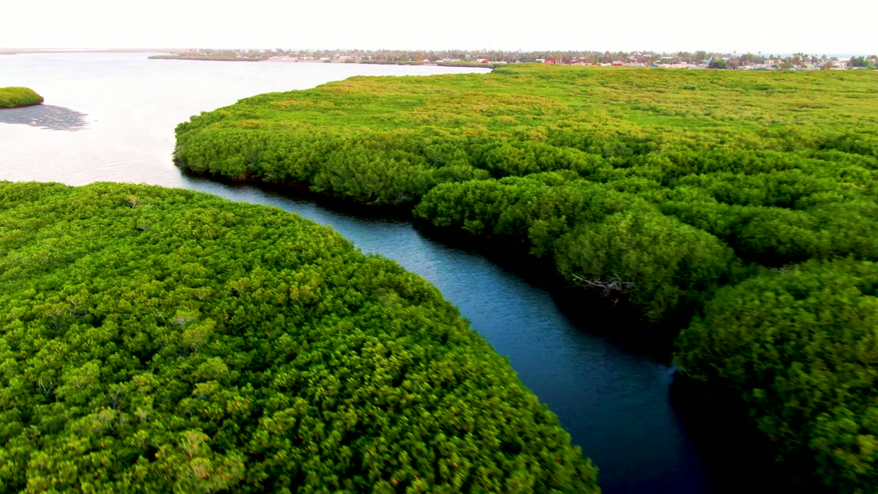 Aerial view in San Carlos, Baja California Sur, showing a dark winding river between dense green mangroves, pale water beyond, and no visible people.