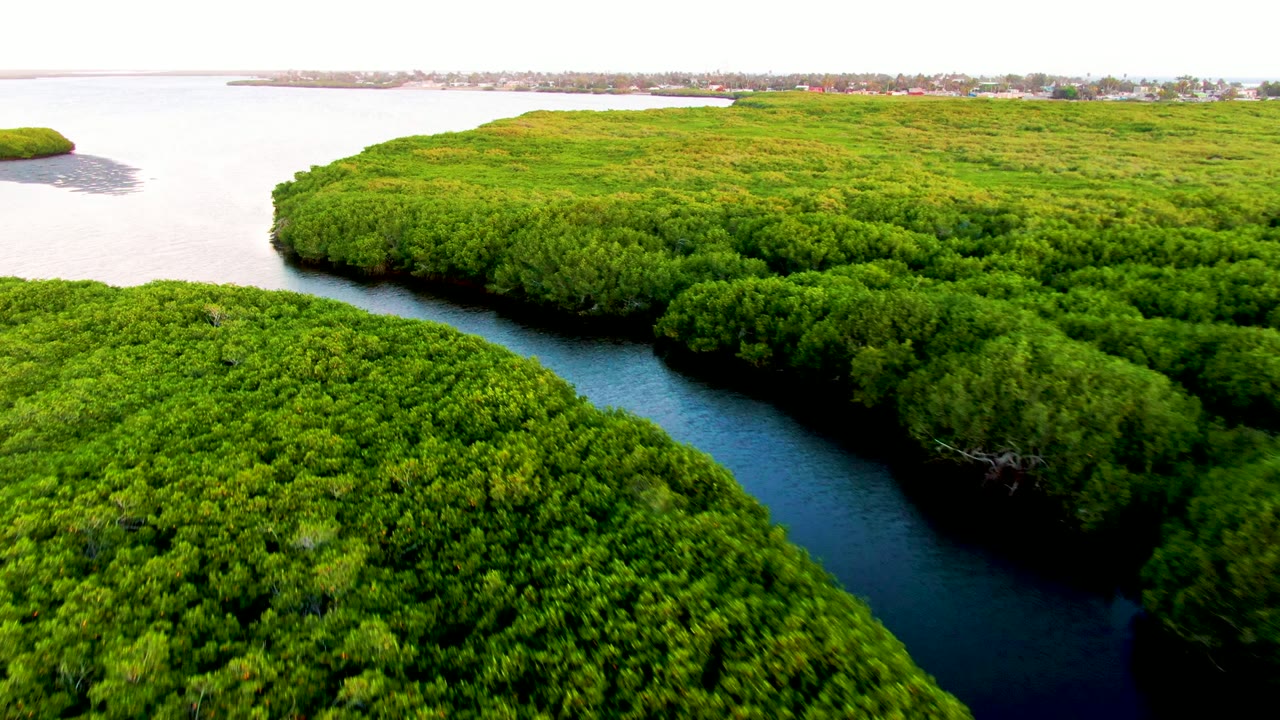 Drone view over mangroves with a curved blue water channel.