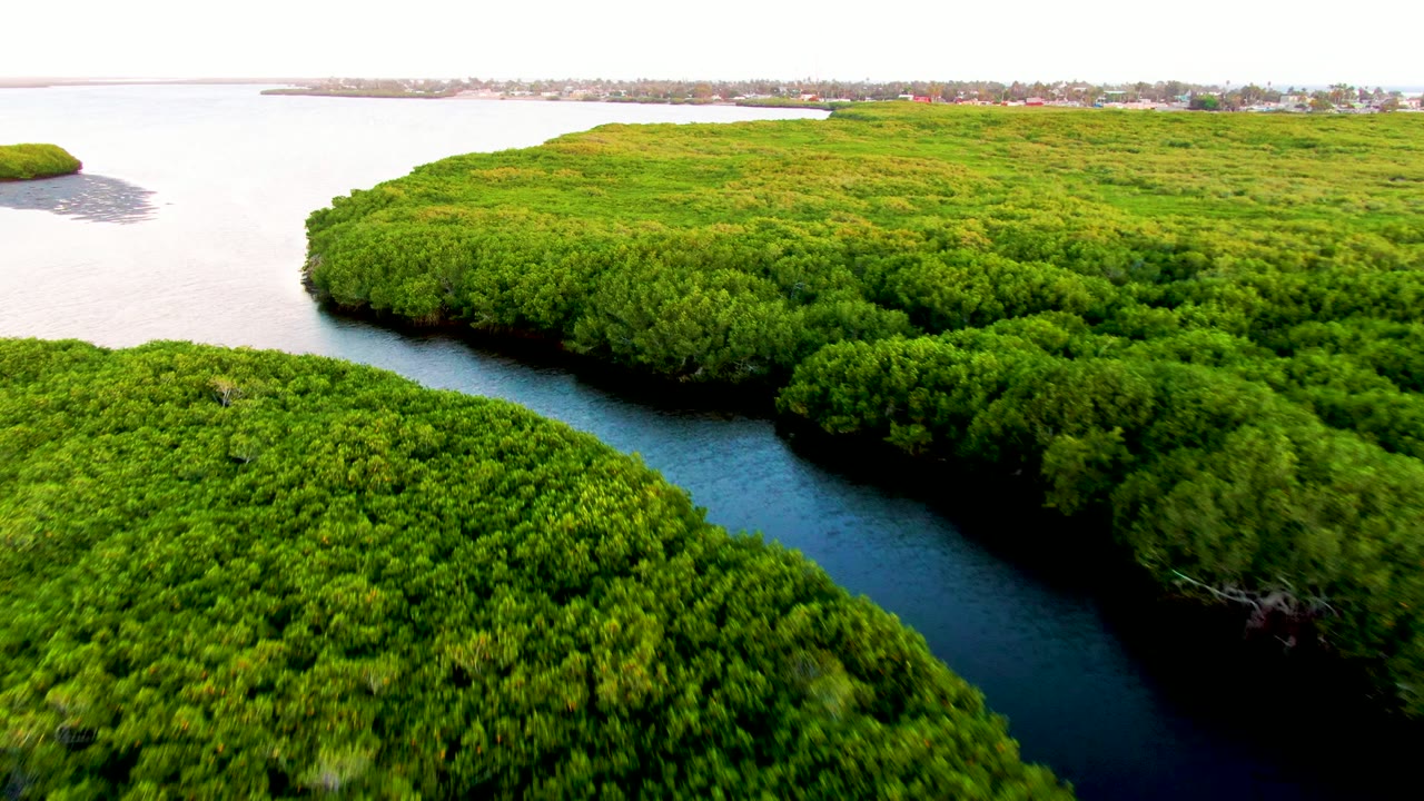 Aerial frame from San Carlos, Baja California Sur, where green mangrove masses frame a narrow dark river and a thin distant shoreline, with no visible people.