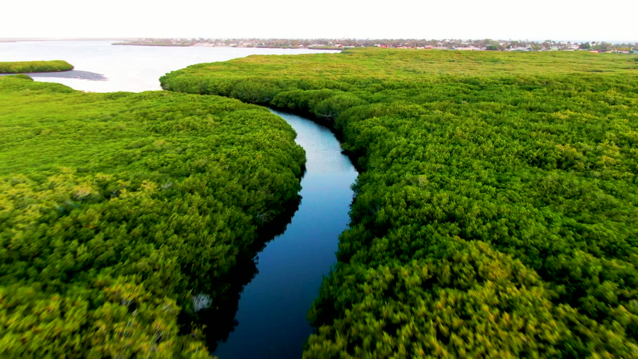 Aerial view over a dark winding river bordered by dense green mangroves in San Carlos, Baja California Sur, Mexico, with pale water on the horizon and no visible people.
