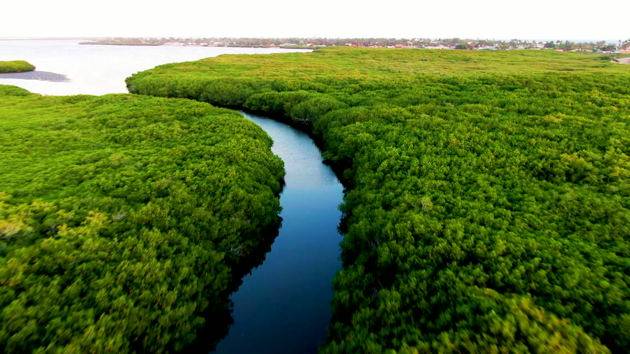Forward aerial view of the narrow blue river running between thick mangrove trees in San Carlos, Baja California Sur, Mexico, with open water beyond the green canopy and no visible people.