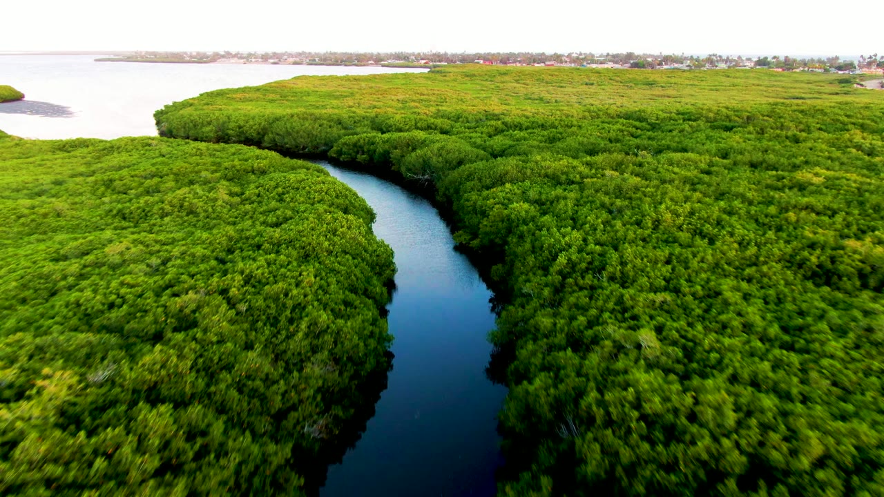 Aerial frame of a curving waterway bordered by bright green mangrove forest in San Carlos, Baja California Sur, Mexico, with a wider pale water body in the distance and no visible people.