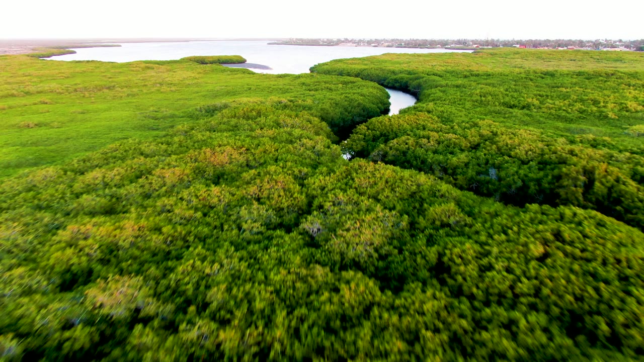 Aerial view in San Carlos, Baja California Sur, Mexico, showing a dark winding river cutting through dense green mangrove canopy with pale water on the horizon and no visible people.
