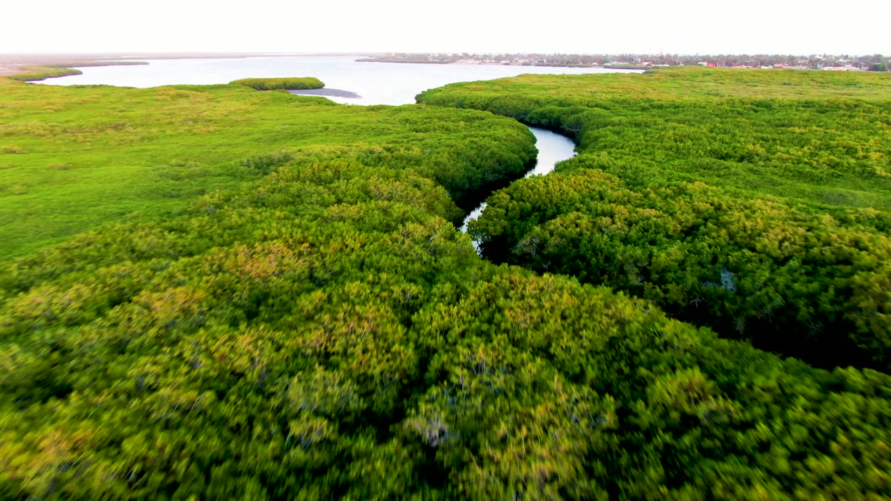 Curving waterway bordered by thick bright green vegetation.