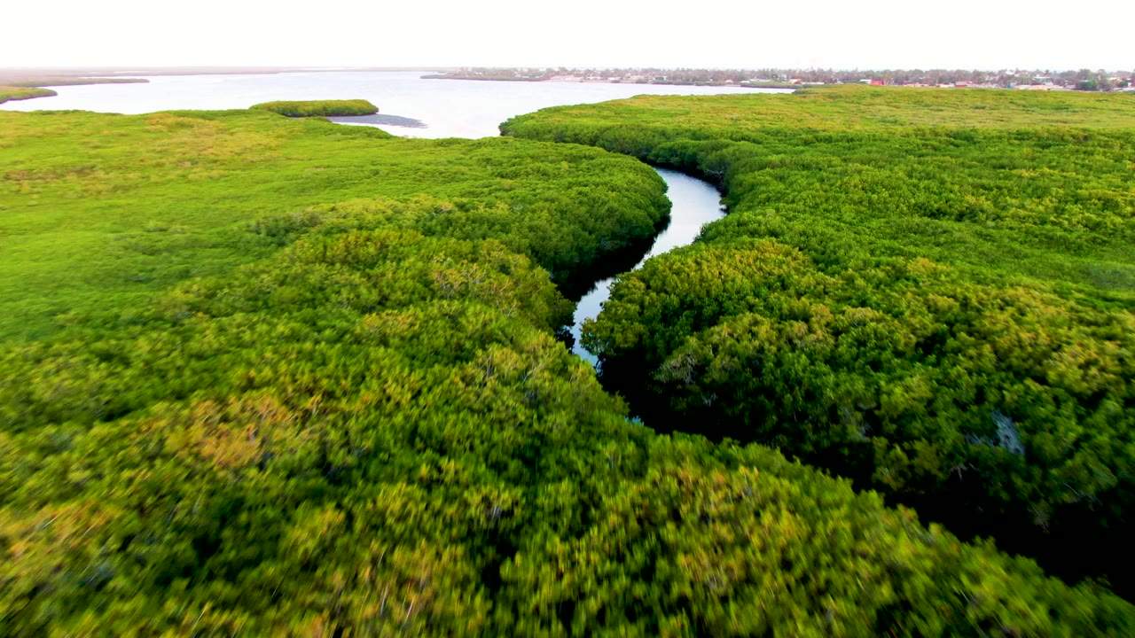 Aerial view in San Carlos, Baja California Sur, Mexico, where the dark river narrows between rounded green mangrove banks and open pale water sits beyond the canopy, no visible people.