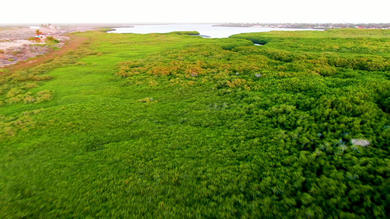 Early aerial frame over San Carlos, Baja California Sur, with green fields, dense tree clusters, pale water beyond the horizon, and no visible people.