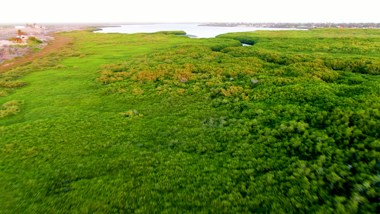 Drone view approaching dense green trees with water in the background.