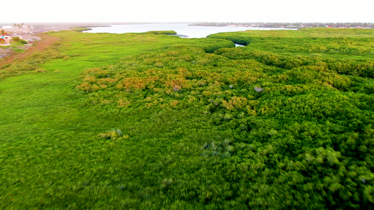 Aerial frame over San Carlos wetland vegetation, where a narrow dark water channel appears between tree clusters and a larger pale body of water sits beyond, with no visible people.