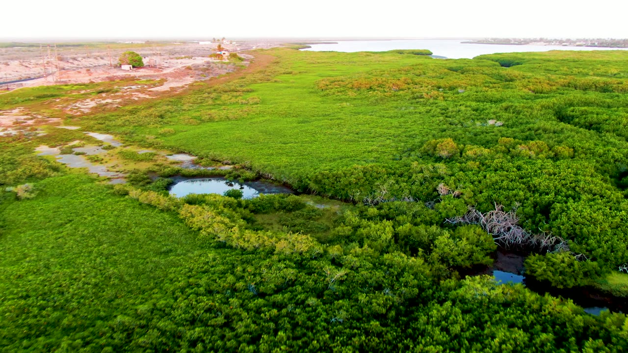Aerial frame from San Carlos, Baja California Sur, showing bright green wetland growth, small dark ponds near the foreground, pale ground and water on the horizon, and no visible people.