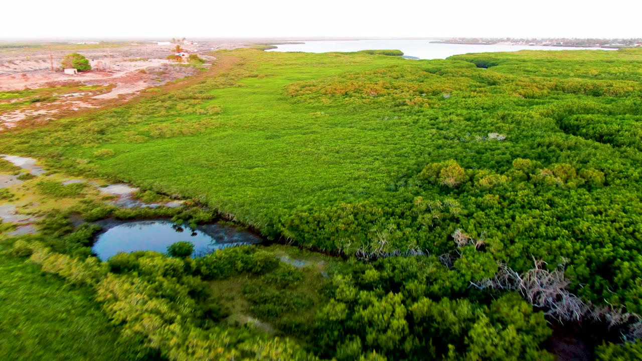 San Carlos wetland aerial with dense green shrubs in the lower frame, small blue-green water pools, a broad grassy marsh center, pale exposed terrain in the distance, and no visible people.