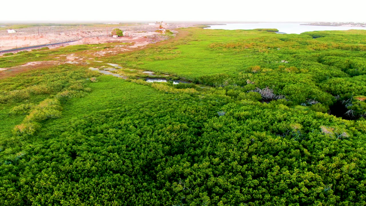 Opening aerial frame over dense green wetland in San Carlos, Baja California Sur, with small water channels, pale developed ground near the horizon, and no visible people.