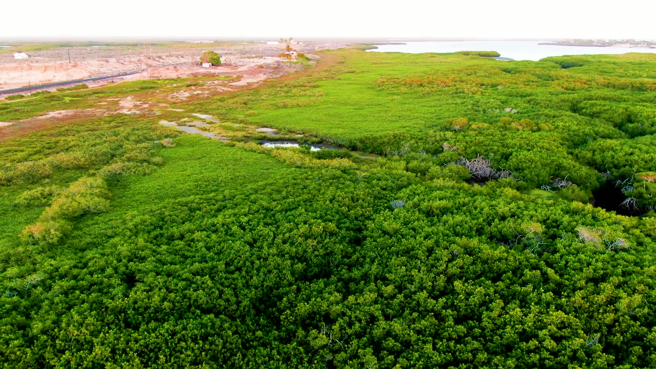 Drone view of green marsh vegetation with a curving dark water channel.