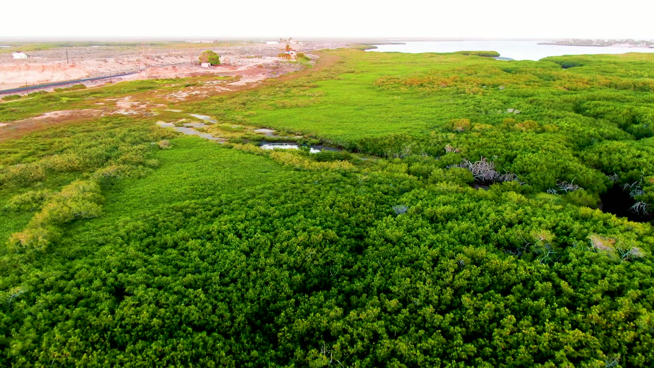Wide drone frame over San Carlos wetland vegetation with small ponds in the midground, a bright water body near the horizon, distant development, and no visible people.