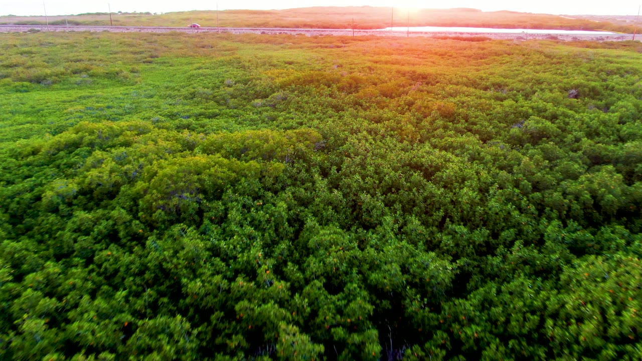 Aerial view over dense green forest canopy in San Carlos, Baja California Sur, with warm sunset light along the upper horizon and no visible people.