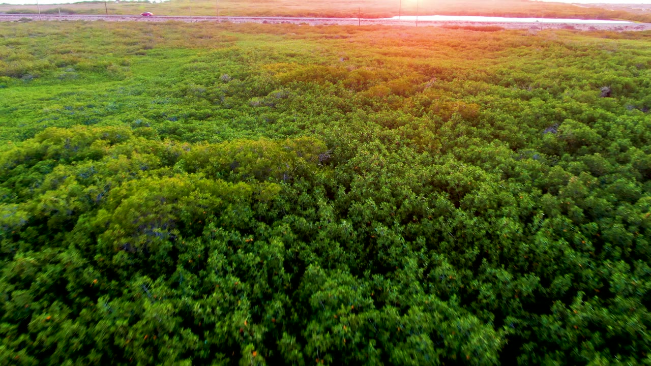 Green treetops fill the frame below an orange horizon glow.