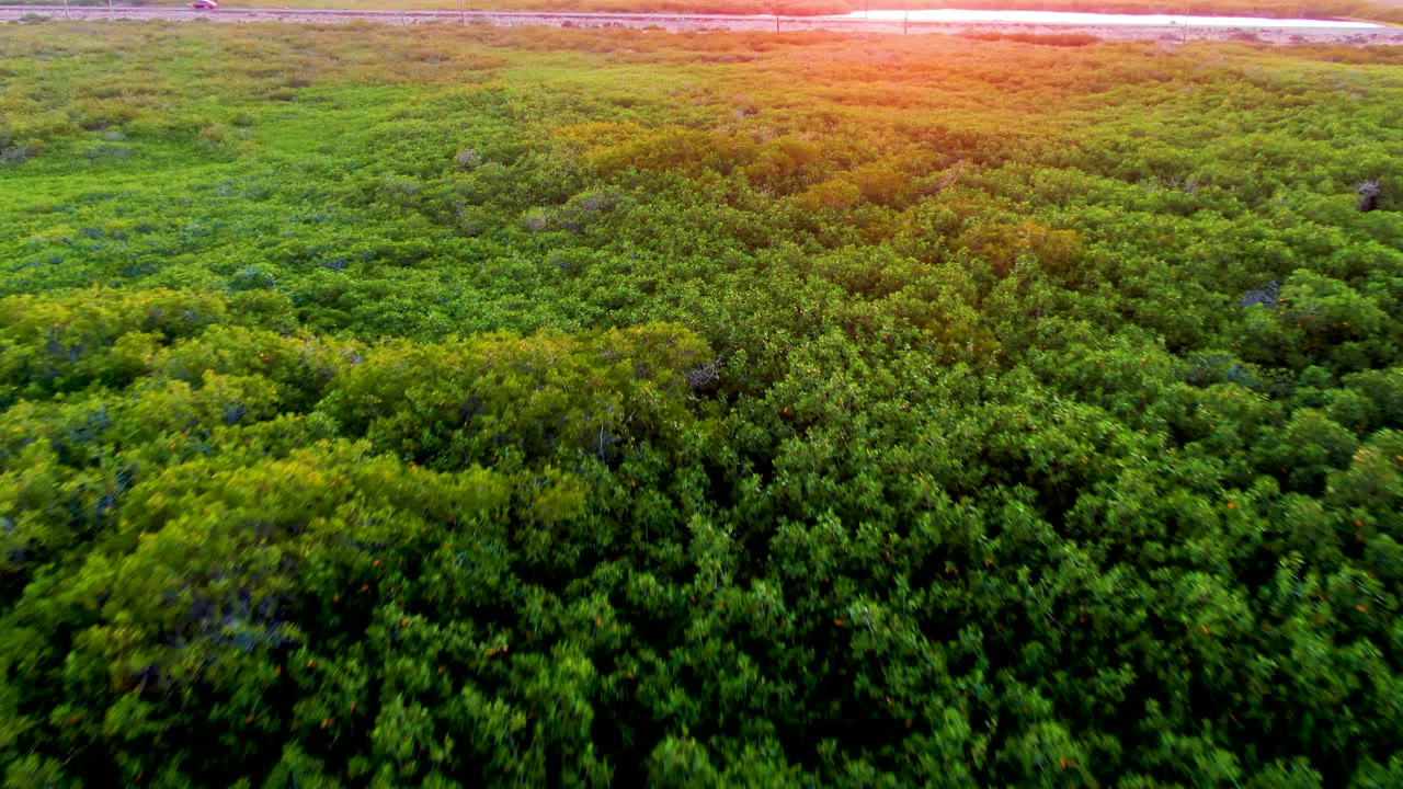 Aerial canopy view in San Carlos, Baja California Sur, showing layered green foliage below a strong sunset flare near the top edge and no visible people.