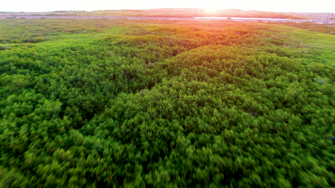 Aerial frame over dense green forest in San Carlos, Baja California Sur, with distant water, pale sky, warm sunset glare near the horizon, and no visible people.
