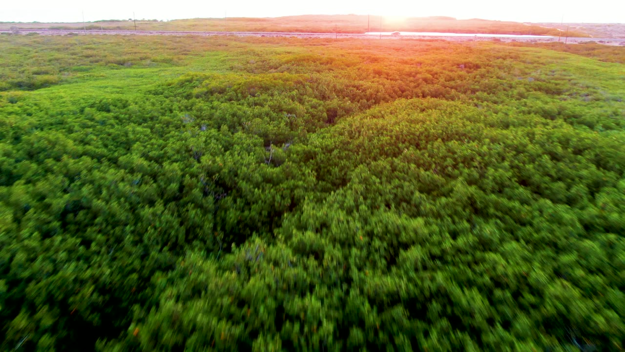 Green treetop canopy below a bright sunset horizon with water in the distance.