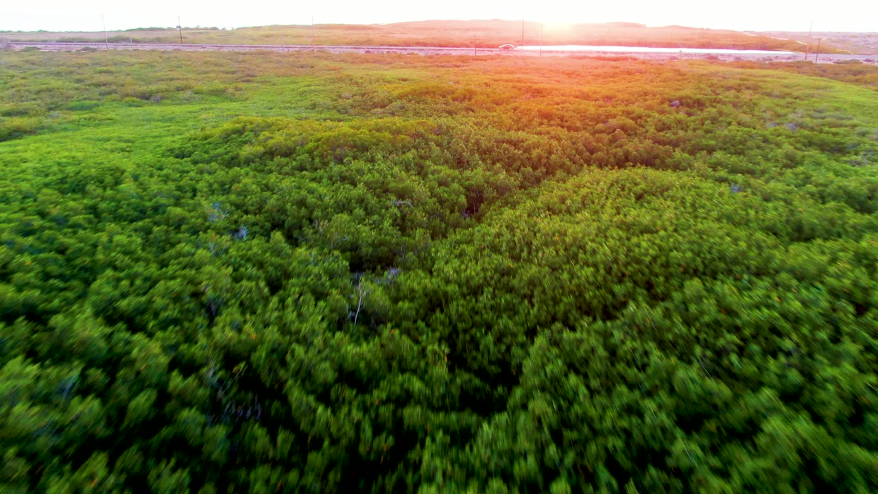 San Carlos, Baja California Sur aerial frame showing dense forest canopy under warm sunset light, with distant water and a thin horizon line, and no visible people.