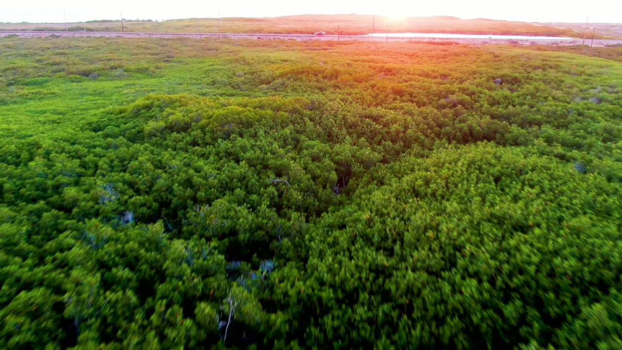 Low aerial view across green forest with sunset flare and water beyond the trees.