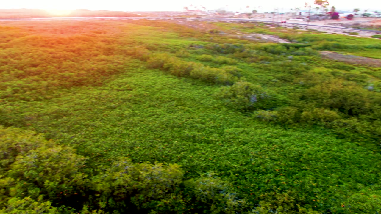 Drone-height view across dense green vegetation with a bright sunset horizon.