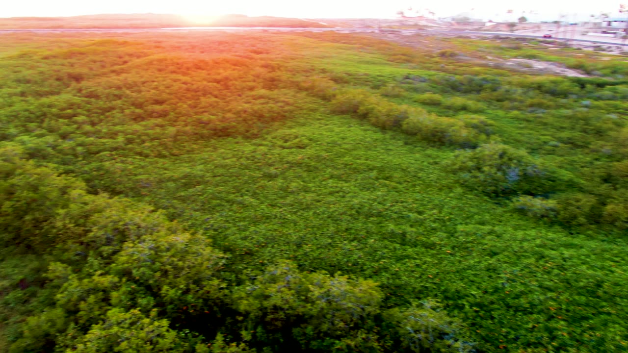 Aerial view of a broad green field bordered by trees in San Carlos, Baja California Sur, with orange sunset light across the horizon and no visible people.