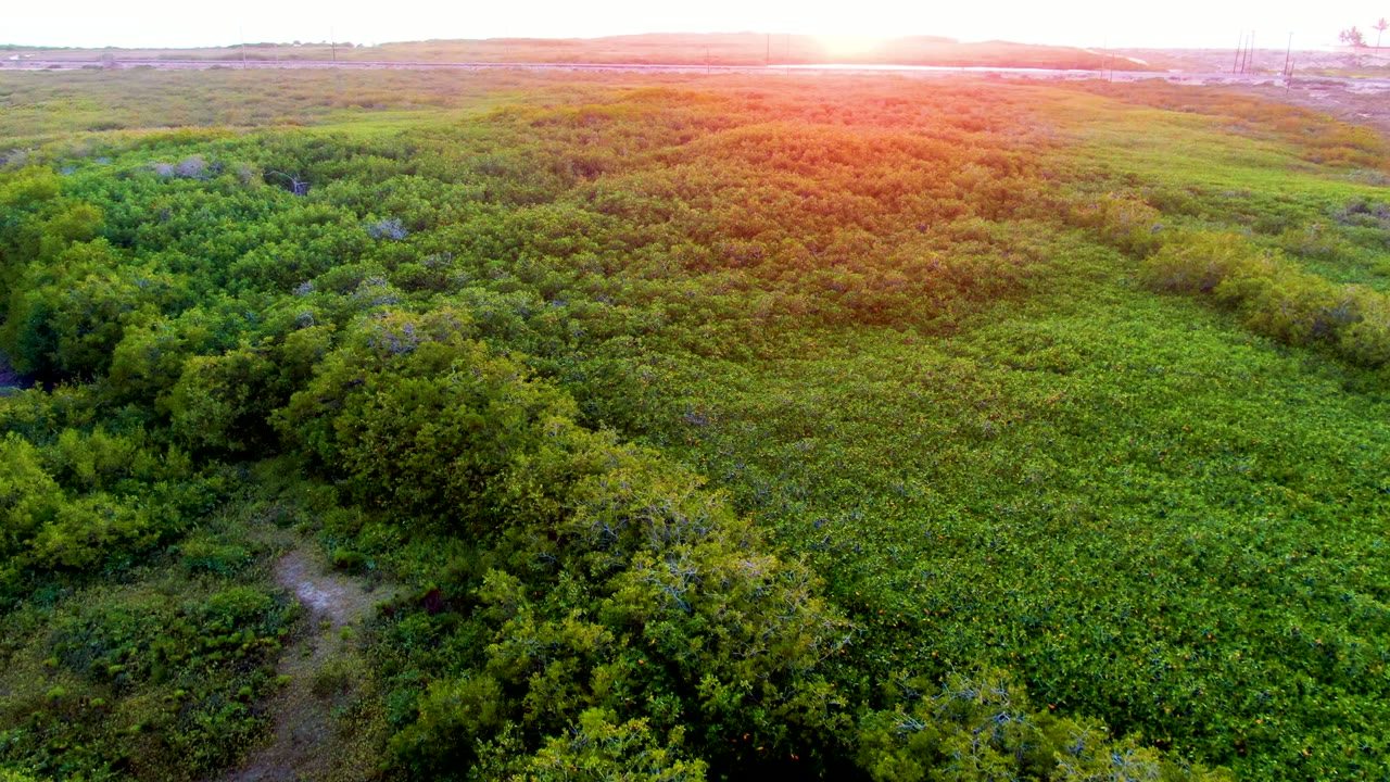 Aerial view over dense green wetland near San Carlos, Baja California Sur, with a small dirt path in the lower left, warm sunset light on the horizon, and no visible people.