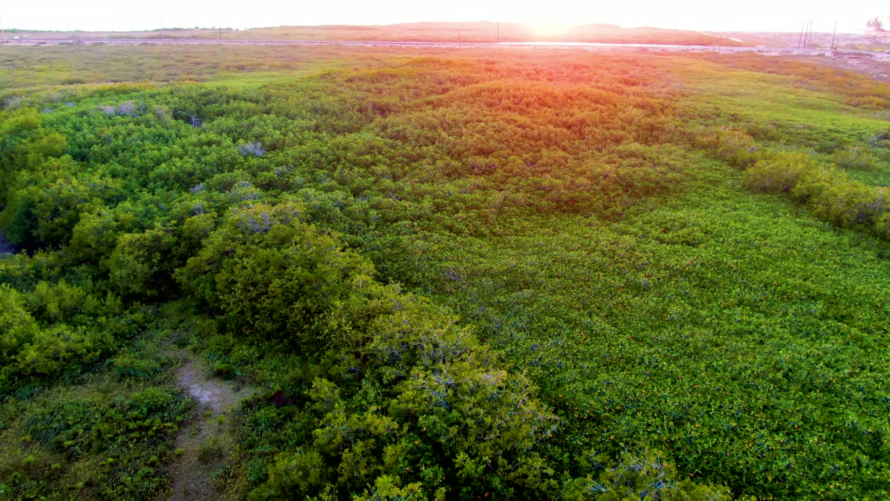 Drone view over San Carlos wetland vegetation, with the dirt path still visible near the lower center-left, orange sunset flare along the top edge, and no visible people.