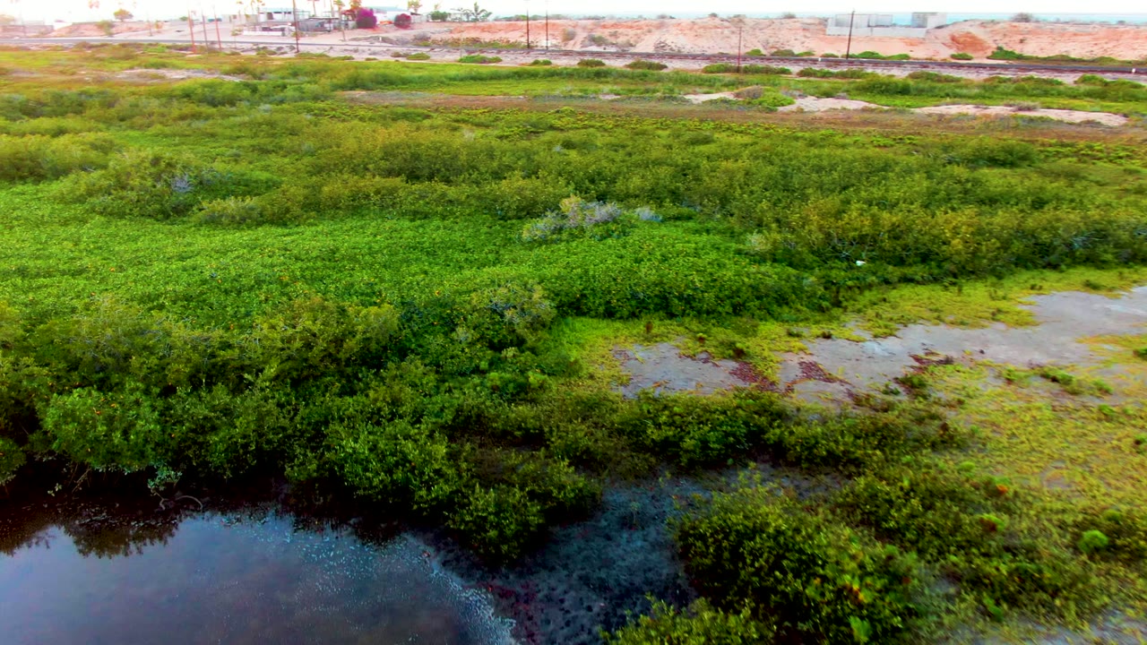 Opening aerial frame over San Carlos, Baja California Sur wetland greenery with dark water in the lower edge, pale wet patches near center, distant road and buildings, and no visible people.