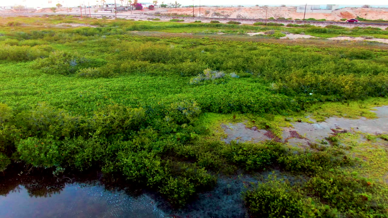 Green marsh vegetation with dark water foreground and distant sandy road corridor.