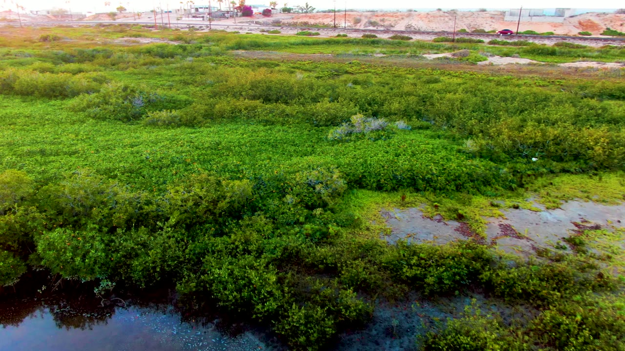 San Carlos wetland aerial view with dense bright green plant cover, pale flooded patches in the lower right, darker shrubs across the midground, distant road line, buildings, and no visible people.