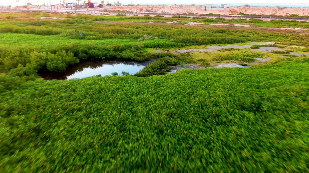 Aerial frame over San Carlos, Baja California Sur wetland vegetation with a dark pond at left, pale muddy flats in the distance, and no visible people.