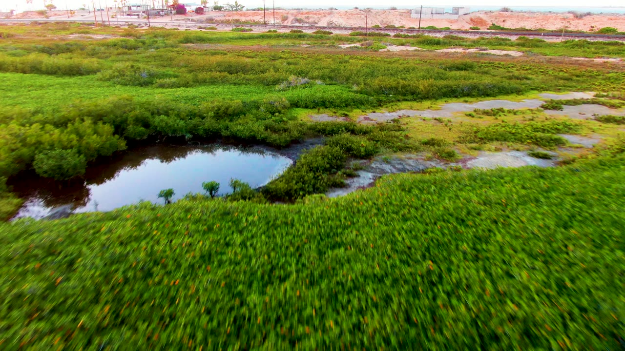 Green marsh plants and a reflective water channel seen from above.