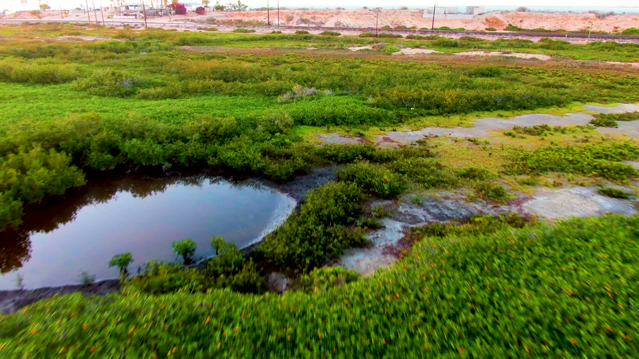 Aerial wetland frame from San Carlos, Baja California Sur showing a rounded dark pond, bright green vegetation, pale muddy ground, and no visible people.