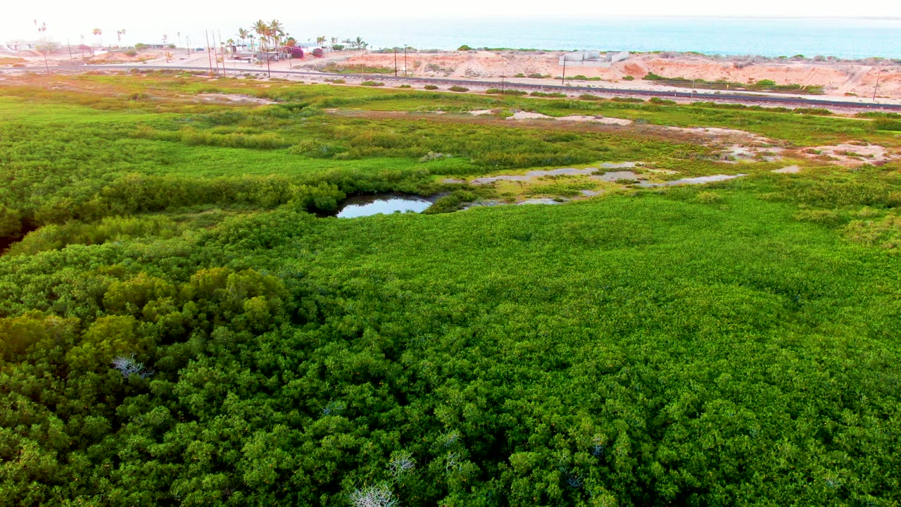 Early frame of the San Carlos, Baja California Sur wetland, with dense green vegetation below, a small water pool near center, a road and sandy coastal strip in the background, and no visible people.