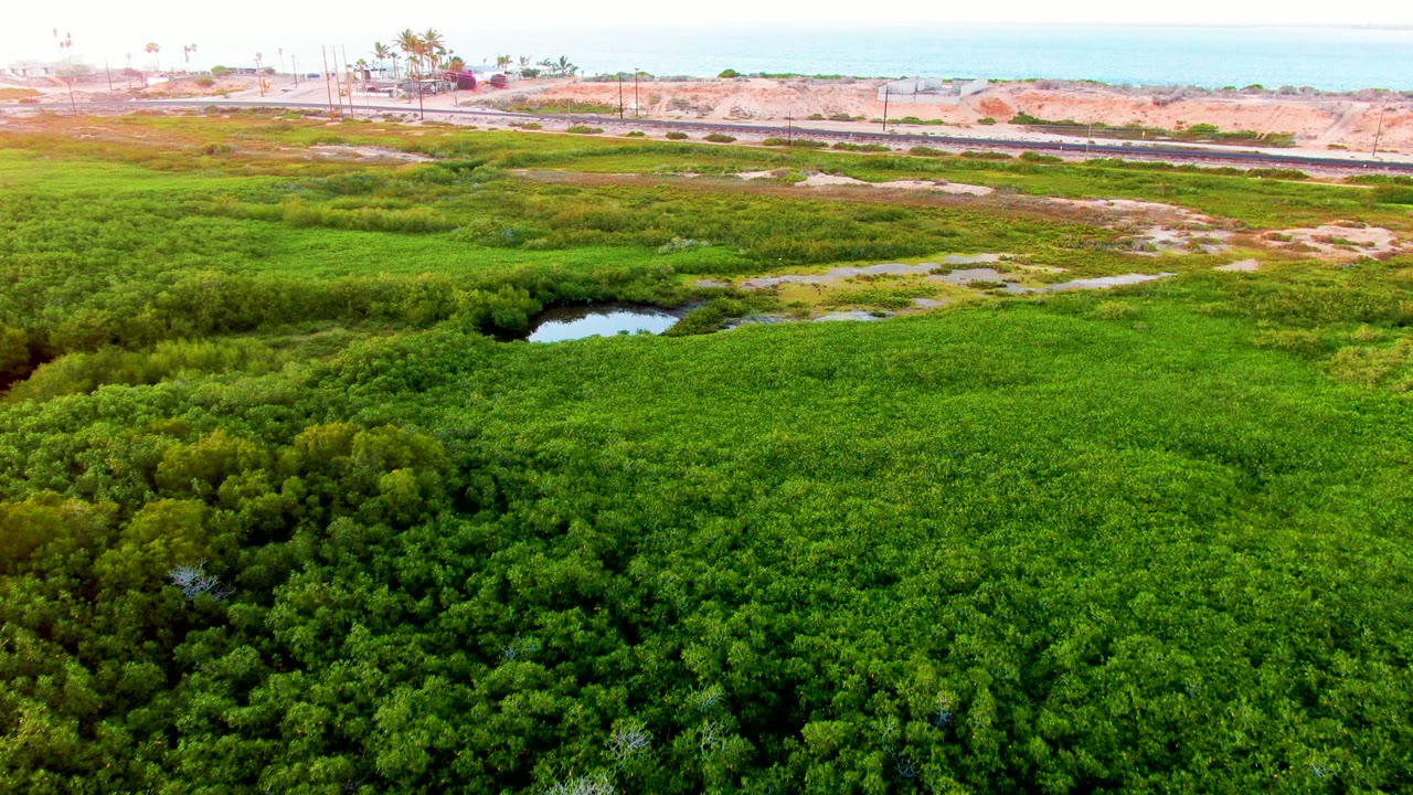 Drone view of green marsh vegetation with a small pond and coastal road beyond.