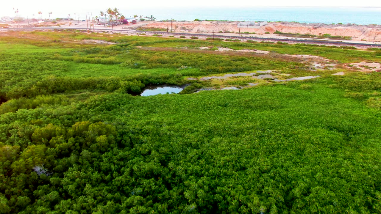 The San Carlos aerial view holds over thick wetland growth, with darker shrubs in the lower left, a small pond near the center, a road across the upper frame, and no visible people.