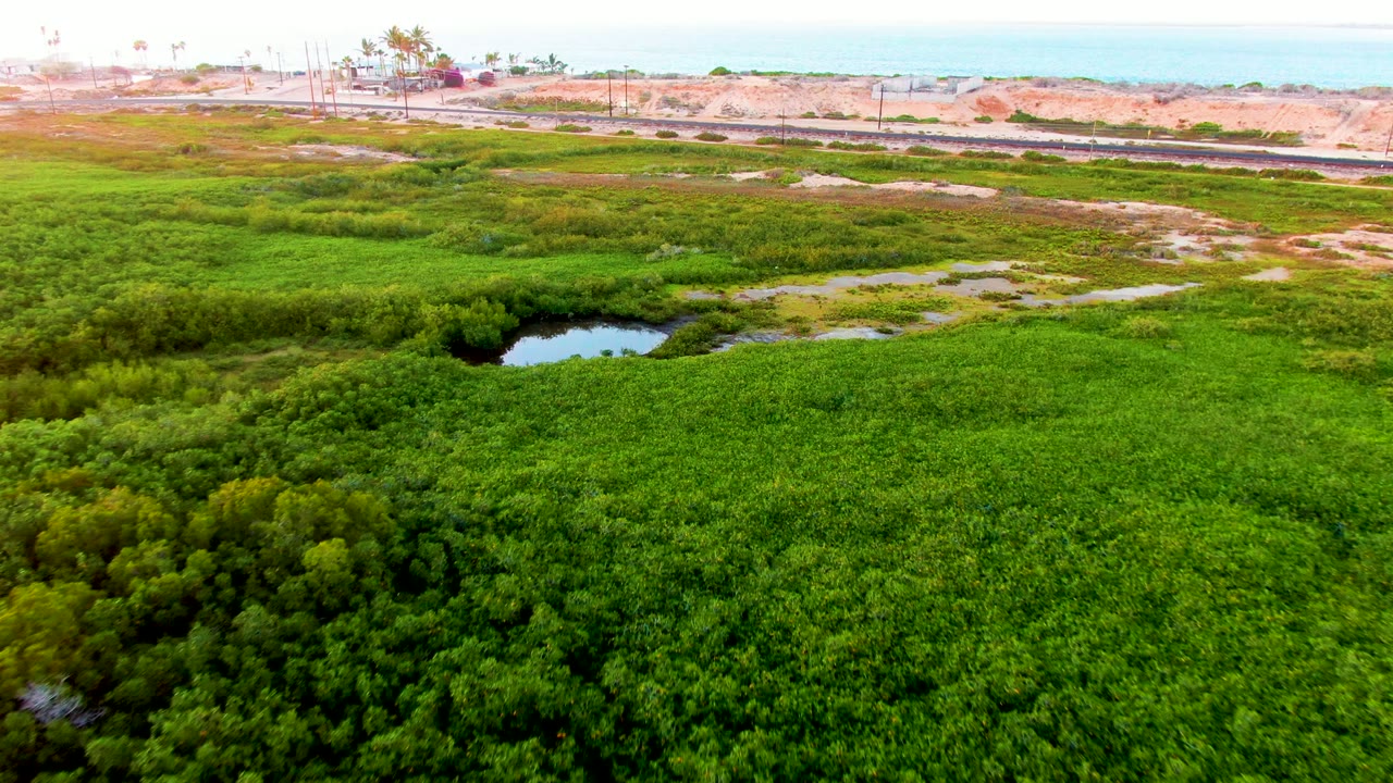 Green wetland with low shrubs, shallow water patches, road, and bright sky.