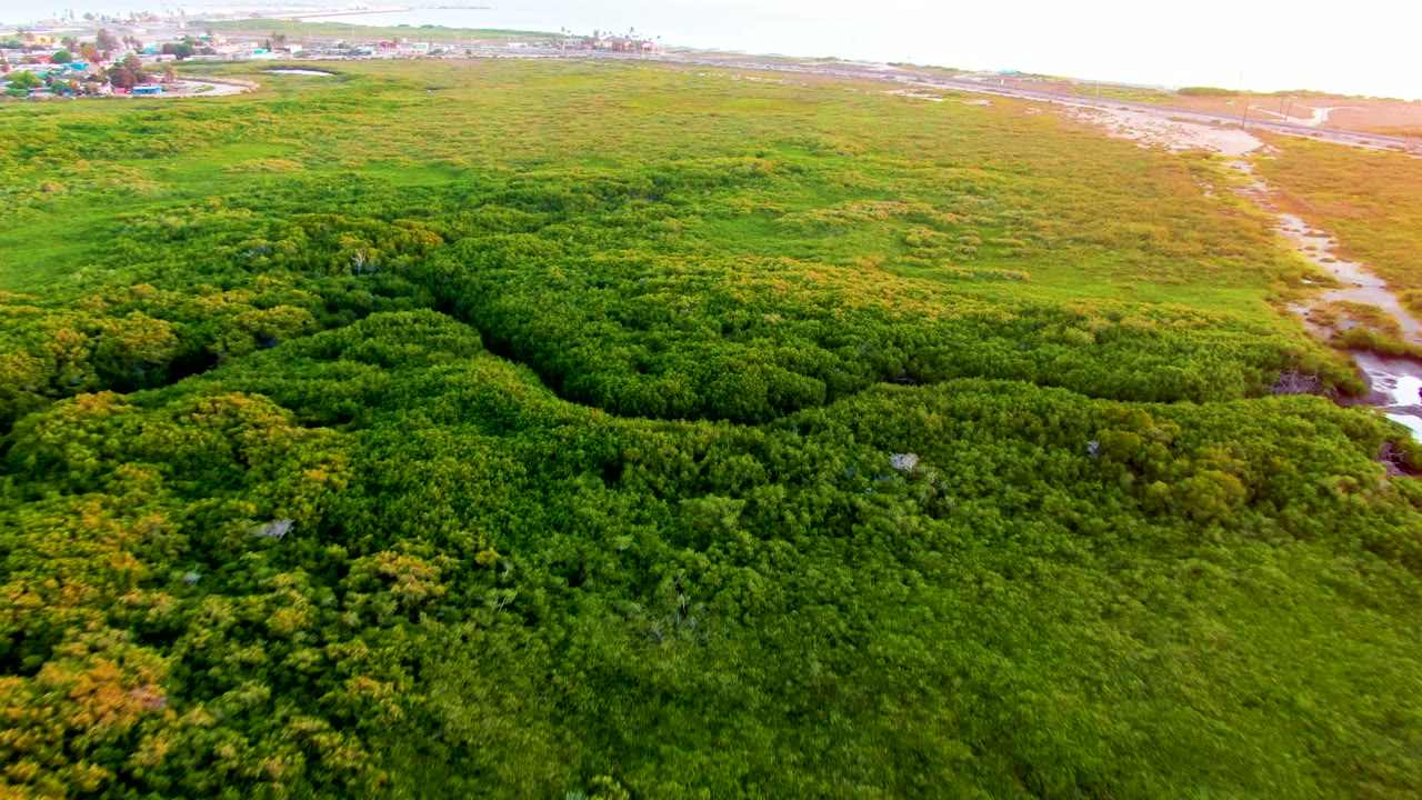 A high aerial frame over dense green forest and grassy coastal flats in San Carlos, Baja California Sur, with pale shoreline and water near the upper edge and no visible people.