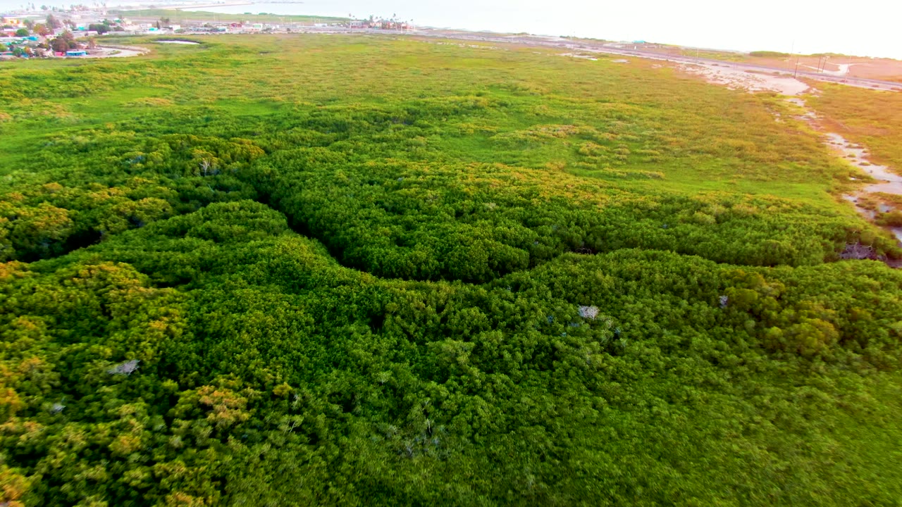 Drone view over thick green vegetation with a narrow water channel and bright shoreline beyond.