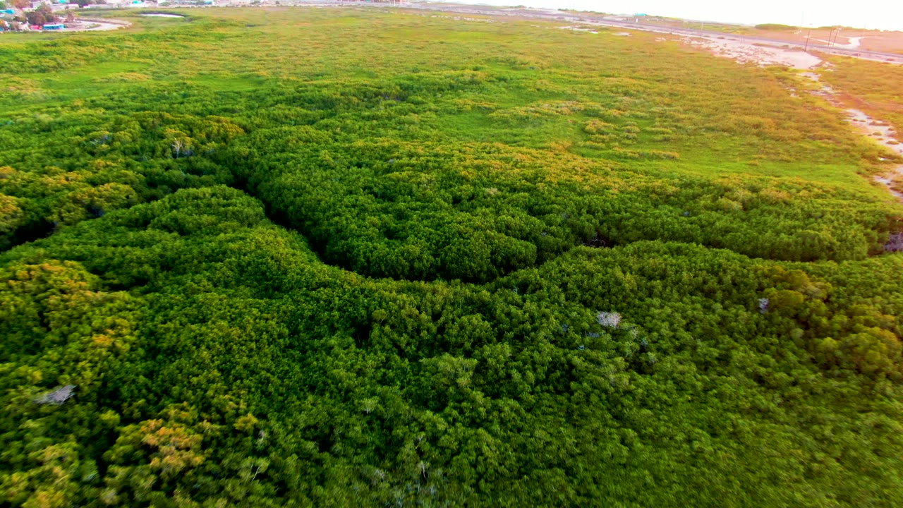 A slightly lower aerial frame over San Carlos coastal vegetation, with dense green trees in front, open flats behind them, faint settlement near the horizon, and no visible people.