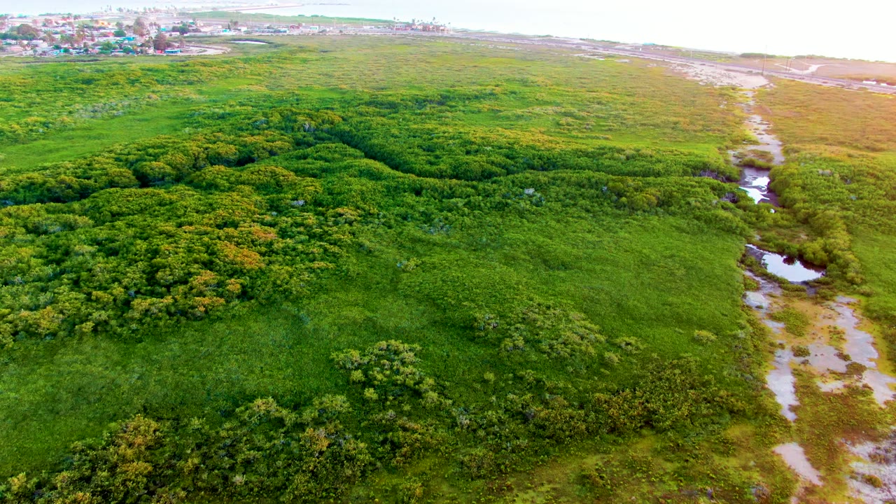 Green vegetation and a narrow water channel seen from above.