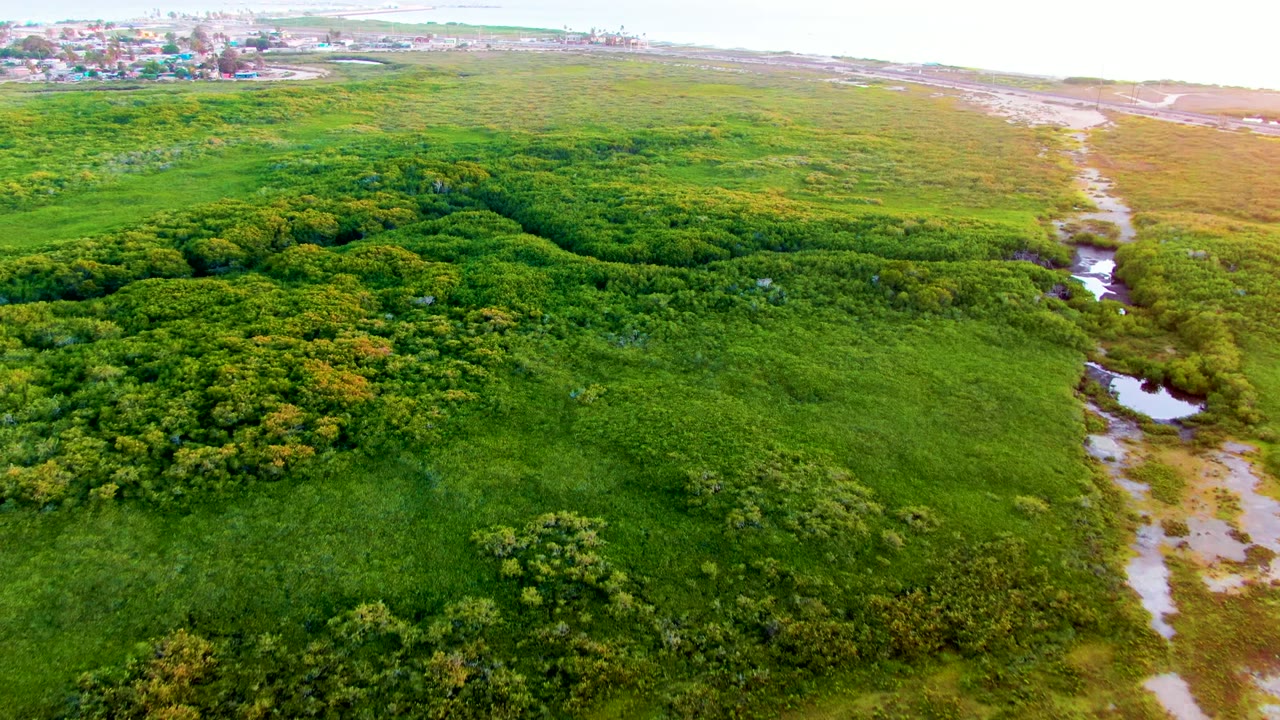 Aerial view in San Carlos, Baja California Sur, showing broad green fields, rounded shrubs in the lower frame, a winding water channel at right, distant settlement details, and no visible people.