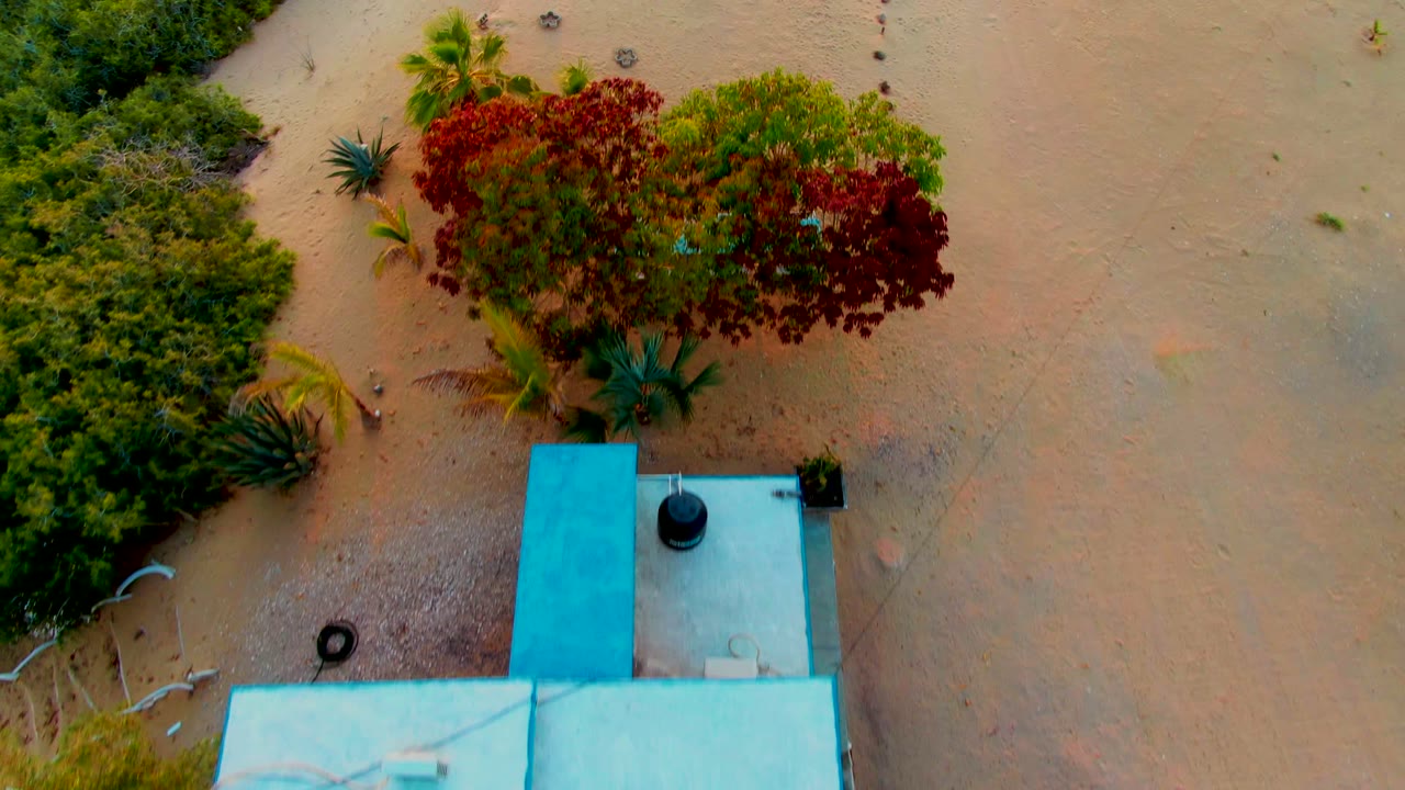 High overhead frame in San Carlos, Baja California Sur showing sandy terrain, dense green vegetation, red-leafed tree canopy, palm-like plants, a pale building roof at the bottom edge, and no visible people.