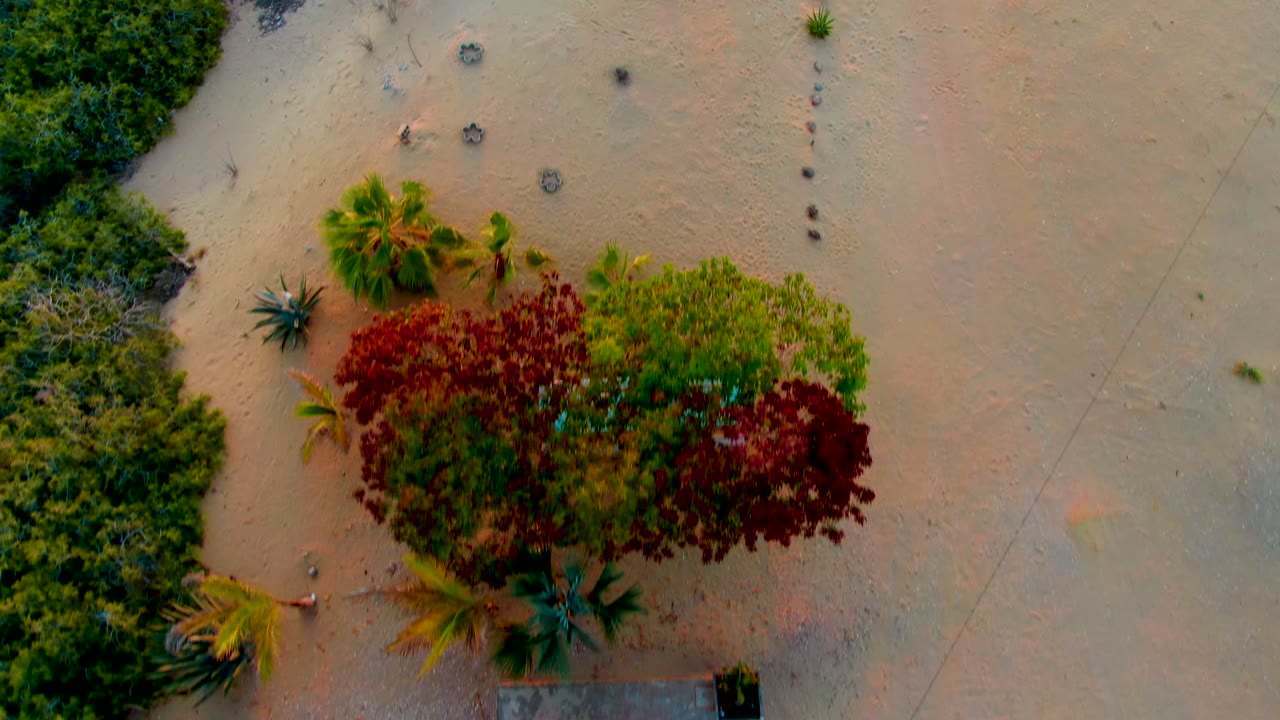 Higher overhead frame in San Carlos, Baja California Sur showing red and green tree canopy, palm-like plants, open tan sand, darker scrub along the left edge, faint ground marks, and no visible people.