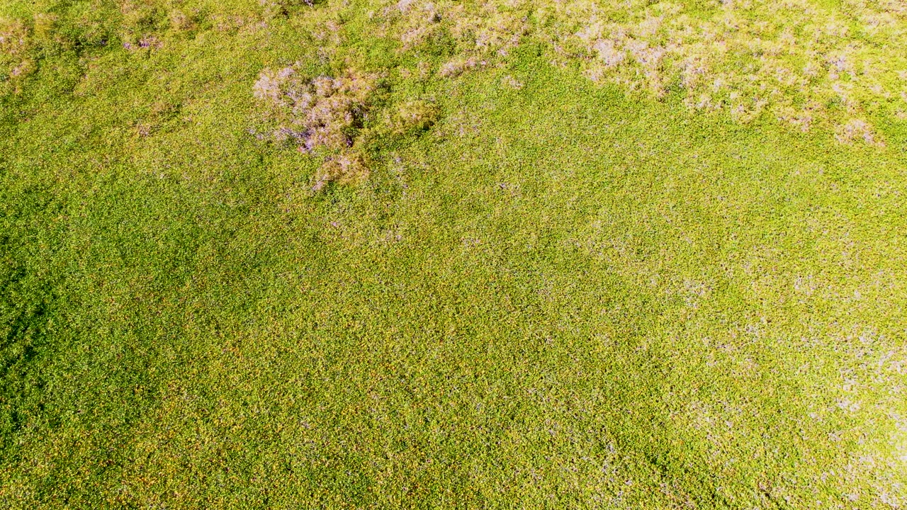 Top-down aerial frame of green grass and scattered purple flower patches in San Carlos, Baja California Sur, with no visible people.