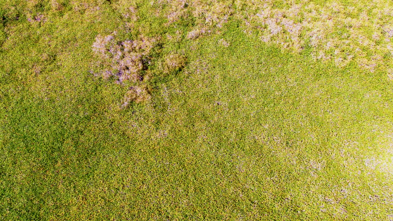 Green field with denser purple blooms near the upper edge