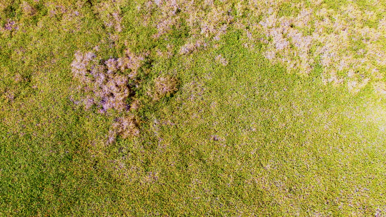 Top-down San Carlos grassland frame with bright green vegetation, sparse purple flower clusters, and no visible people or structures.