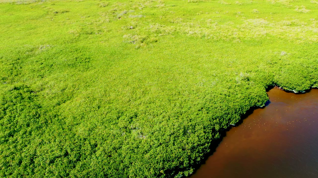 Overhead aerial view in San Carlos, Baja California Sur, showing bright green vegetation around a brown river inlet with no visible people.